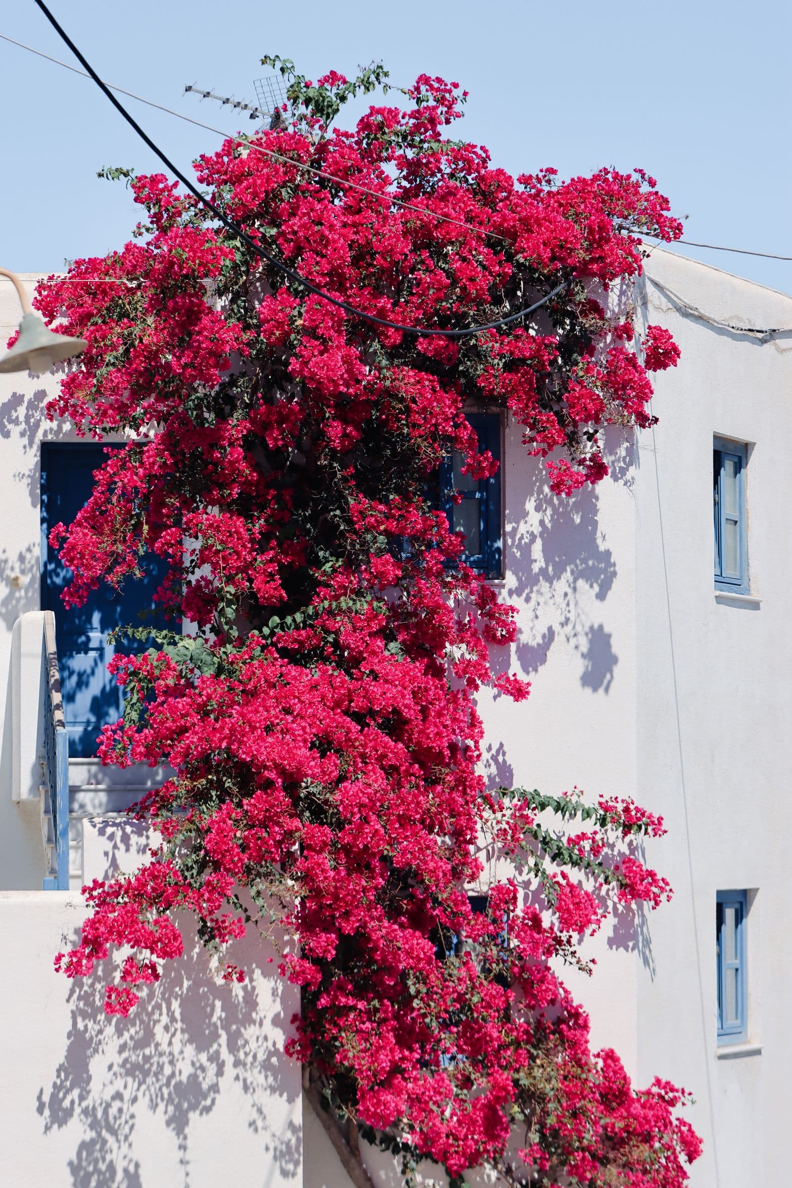 Bougainvillea climbing around a blue shuttered window on a white house
